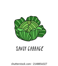 Vector card with hand drawn ripe white Savoy cabbage head made in graphic way. Ink drawing. Beautiful healthy food or farm markets design elements