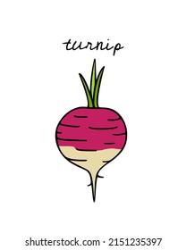 Vector card with hand drawn ripe turnip made in graphic way. Ink drawing. Beautiful healthy food or farm markets design elements