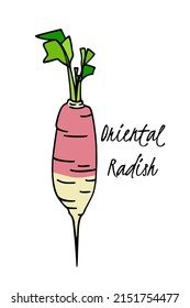 Vector card with hand drawn ripe Oriental radish made in graphic way. Ink drawing. Beautiful healthy food or farm markets design elements