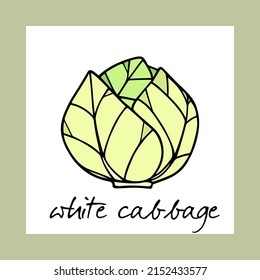 Vector card with hand drawn ripe white cabbage head made in graphic way. Ink drawing. Beautiful healthy food or farm markets design elements