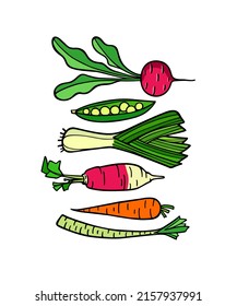Vector card with hand drawn ripe vegetables row made in graphic way. Ink drawing. Beautiful healthy food or farm markets design elements