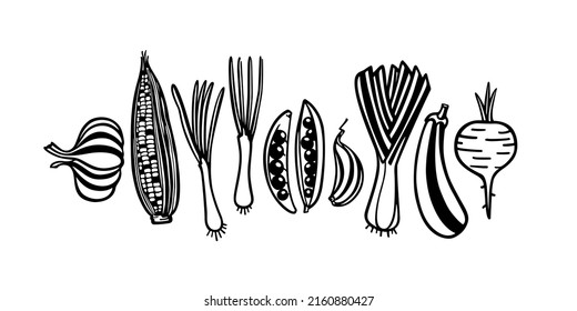 Vector card with hand drawn ripe vegetables made in graphic style. Ink drawing, heavy contour. Beautiful healthy food or farm markets design elements