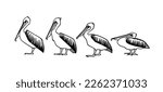 Vector card with hand drawn row of graceful pelicans. Ink drawing, decorative graphic style. Beautiful animal design elements