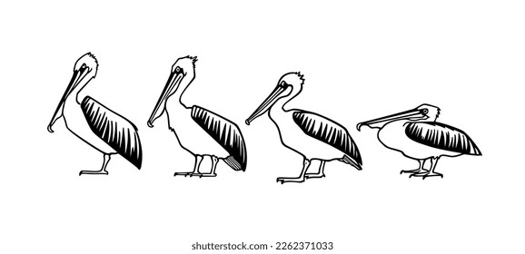 Vector card with hand drawn row of graceful pelicans. Ink drawing, decorative graphic style. Beautiful animal design elements