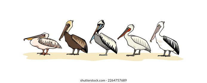 Vector card with hand drawn row of graceful pelicans of various species. Ink drawing, decorative graphic style. Beautiful animal design elements