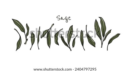 Vector card with hand drawn row of fresh sage leaves. Beautiful culinary illustration, ink drawing.