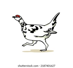 Vector card with hand drawn running motley rock ptarmigan. Ink drawing, decorative graphic style. Beautiful animal design elements, northern destinations travel poster 