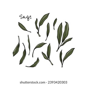 Vector card with hand drawn sage leaves. Beautiful culinary illustration, ink drawing.