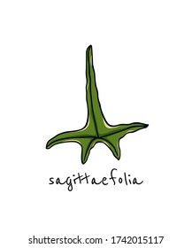 Vector card with hand drawn Sagittaefolia Ivy leaf. Beautiful floral design elements, ink drawing, logo template