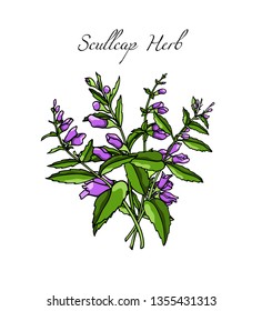 Vector card with hand drawn scullcap twigs. Beautiful floral design elements, ink drawing