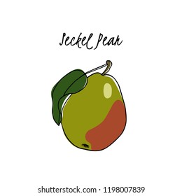 Vector card with hand drawn Seckel pear. Beautiful food design elements. Ink drawing