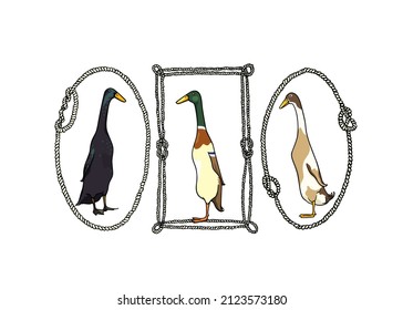 Vector card with hand drawn set of portraits of Indian Runner ducks in nautical rope frames. Ink drawing, graphic style. Beautiful farm products design elements. svg