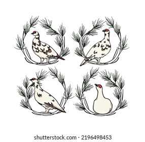 Vector card with hand drawn set of graceful rock ptarmigans in floral pine wreath. Ink drawing, decorative graphic style. Beautiful animal design elements, northern destinations travel poster