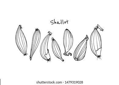Vector card with hand drawn Shallot onion bulbs. Beautiful food design elements, ink drawing