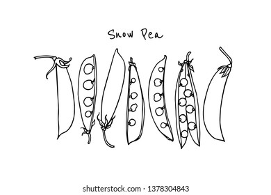 Vector card with hand drawn snow pea pods. Beautiful food design elements, ink drawing