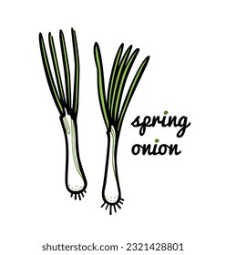 Vector card with hand drawn spring onions made in graphic style. Ink drawing, beautiful healthy food design elements