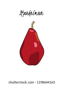 Vector card with hand drawn Starkrimson pear. Beautiful food design elements. Ink drawing