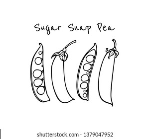 Vector Card With Hand Drawn Sugar Snap Pea Pods. Beautiful Food Design Elements, Ink Drawing