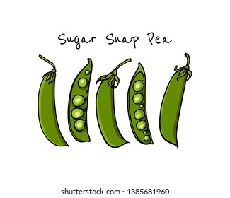Vector card with hand drawn sugar snap pea pods. Beautiful food design elements, ink drawing