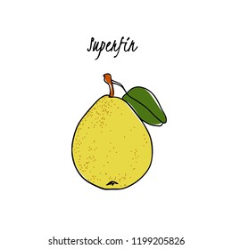 Vector card with hand drawn Superfin pear. Beautiful food design elements. Ink drawing
