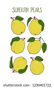 Vector card with hand drawn Superfin pears. Beautiful food design elements. Ink drawing