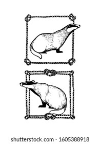 Vector card with hand drawn sweet badgers in nautical rope frames made with ink. Perfect animal design elements, logo template