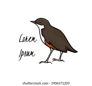 Vector card with hand drawn sweet White-Throated Dipper made with ink. Perfect animal design elements, logo template