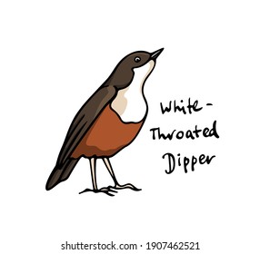 Vector card with hand drawn sweet White-throated Dipper made with ink. Perfect animal design elements, logo template