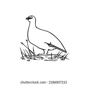 Tarjeta vectorial con ptarmigan de rock dulce dibujado a mano en su lugar de anidación. Dibujo de tinta, estilo gráfico decorativo. Hermosos elementos de diseño natural silvestre del norte