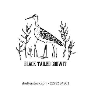Vector card with hand drawn sweet Black-tailed Godwit in wetland grass. Ink drawing, decorative graphic style. Beautiful animal or hunting club design elements, perfect for logo design
