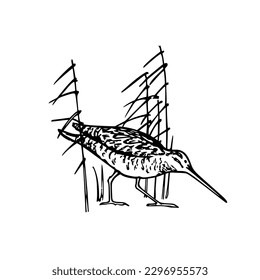 Vector card with hand drawn sweet Snipe wandering in wetland grass. Ink drawing, decorative graphic style. Beautiful animal or hunting club design elements, perfect for logo design