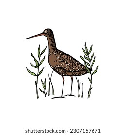 Vector card with hand drawn sweet Spotted redshank in wetland grass. Ink drawing, decorative graphic style. Beautiful animal or hunting club design elements, perfect for logo design