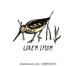 Carte vectorielle avec snipe dessinée à la main marchant dans l'herbe. Dessin d'encre, style graphique décoratif. Beaux éléments de création animale, parfaits pour la création de logos