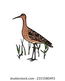 Vector card with hand drawn sweet Black-tailed Godwit in wetland grass. Ink drawing, decorative graphic style. Beautiful animal or hunting club design elements, perfect for logo design