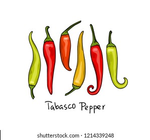 Vector card with hand drawn tabasco peppers. Ink drawing, graphic style, beautiful design elements
