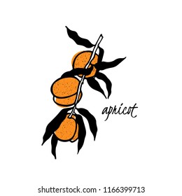 Vector card with hand drawn textured peach tree branch. Ink drawing, graphic style, beautiful design elements