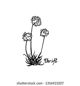 Vector card with hand drawn thrift. Beautiful floral design elements, ink drawing