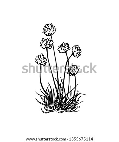 Vector card with hand drawn thrift. Beautiful floral design elements, ink drawing