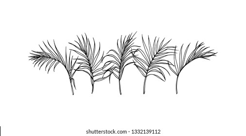 Vector card with hand drawn tropical leaves. Graceful plants. Beautiful ink drawing.