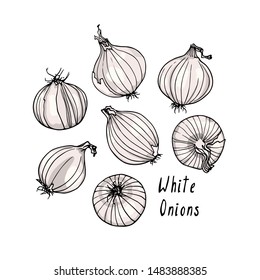 Vector card with hand drawn White onion bulbs. Beautiful food design elements, ink drawing