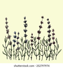 Vector card with hand drawn wildflowers. Delicate and romantic floral design elements. 