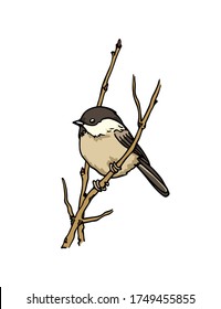 Vector card with hand drawn Willow Tit sitting on a tree branch. Ink drawing, beautiful animal design elements. Logo template