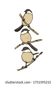 Vector card with hand drawn Willow Tits sitting on a tree branches. Ink drawing, beautiful animal design elements. Logo template