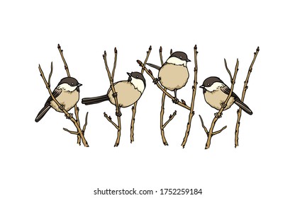 Vector card with hand drawn Willow Tits sitting on a tree branches. Ink drawing, beautiful animal design elements. Logo template