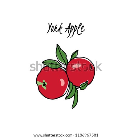 Vector card with hand drawn York apple. Beautiful food design elements. Ink drawing
