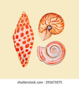 Vector card with hand painted watercolor seashells. Beautiful marine design elements. 