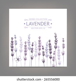 Vector card with ink hand drawn lavender illustration. Vintage background with lavender flowers sketch