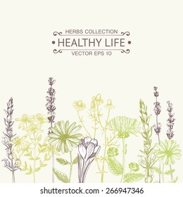 Vector card with ink hand drawn medical herbs and plants. Vintage design with herbal flowers illustration.