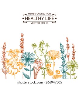 Vector card with ink hand drawn medical herbs and plants. Vintage design with herbal flowers illustration.