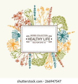 Vector card with ink hand drawn medical herbs and plants. Vintage frame with herbal flowers illustration.